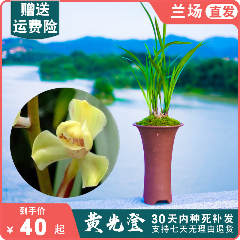 【黄光登】建兰兰花盆栽植物名贵兰草浓香兰花苗带花苞大众国兰场