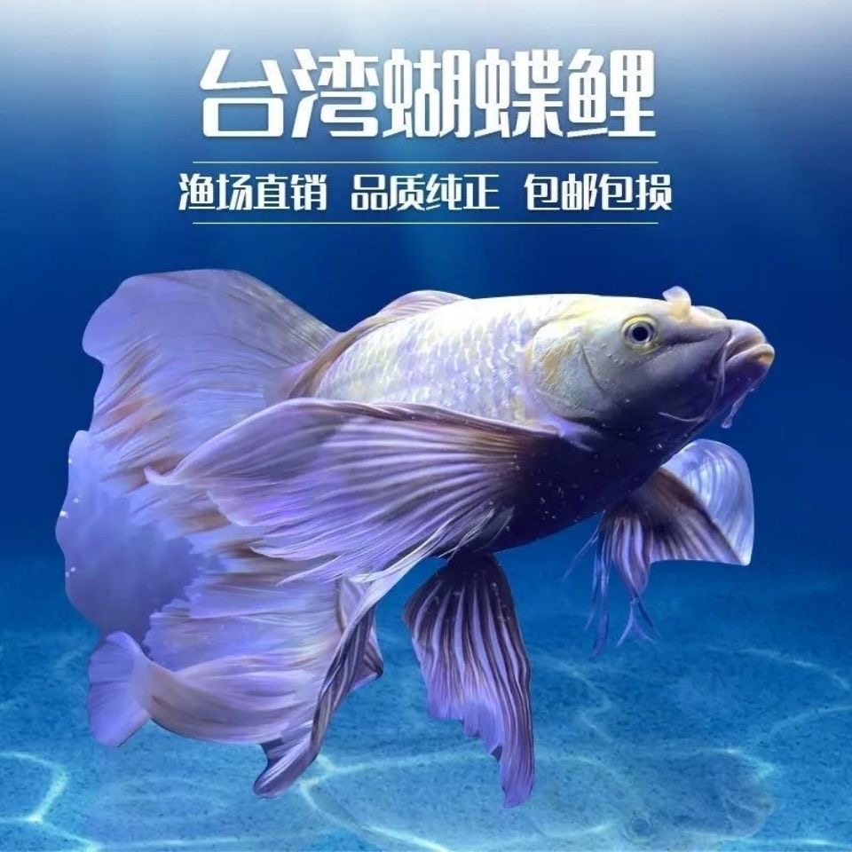 蝴蝶鲤贵妃球体狮子头短身纯种锦鲤活体石膏白淡水观赏鱼台湾鱼苗