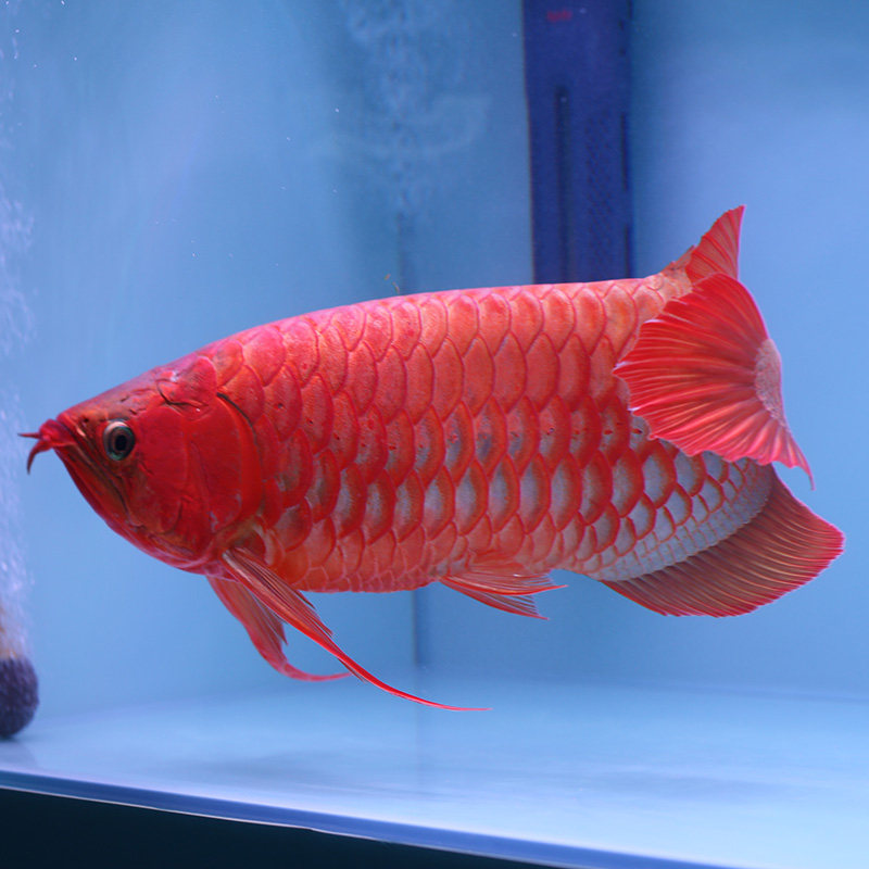 金龙鱼活鱼 印尼辣椒红龙小鱼苗活鱼苗幼小高背金龙鱼观赏鱼活体