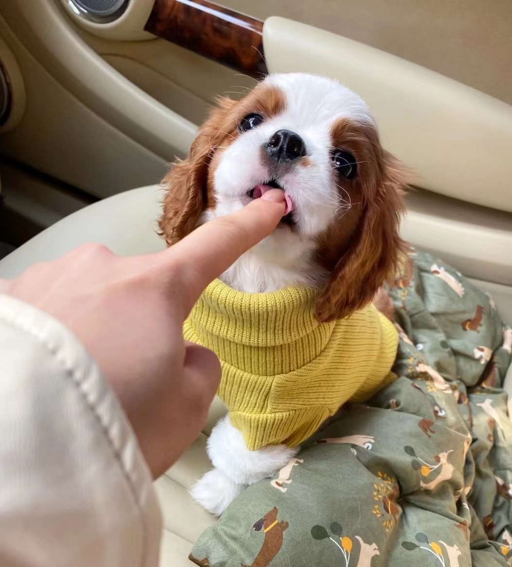 纯种健康英国骑士查理王小猎犬幼犬查理王子可在线视频挑选发货