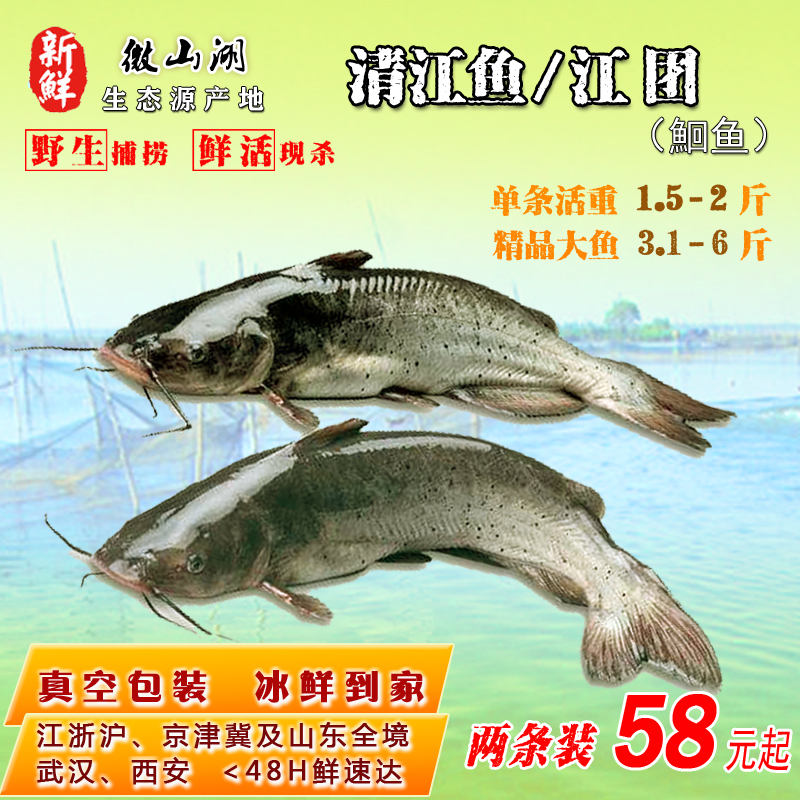 腌制开背清江鱼1200-1300g10条冷冻新鲜黑尾鮰鱼烧烤烤鱼广东包邮