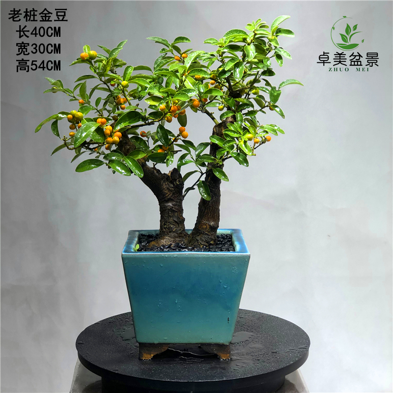 山桔盆景九里香提根山桩树桩开花结果盆景金豆名贵树种室内花香