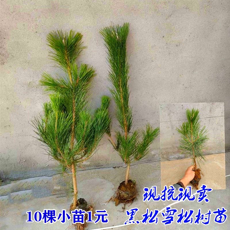 > 雪松小苗