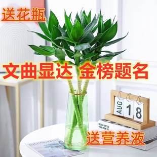 文昌竹4支富贵塔带根金榜题名水养观音竹植物水培高考小书桌盆栽