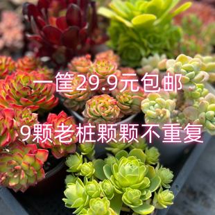 多肉植物大颗好养老桩特大号大株精品盆栽盲盒大株精品带盆旺财