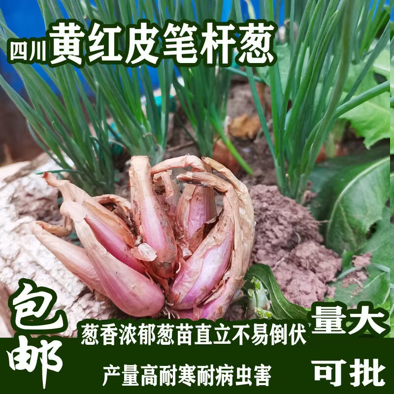 特惠红葱头黄葱头铁杆四季种植随意插