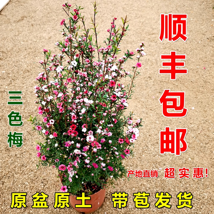 松红梅带花苞三色梅澳洲雪花梅室内花卉盆栽一树多色阳台四季精选