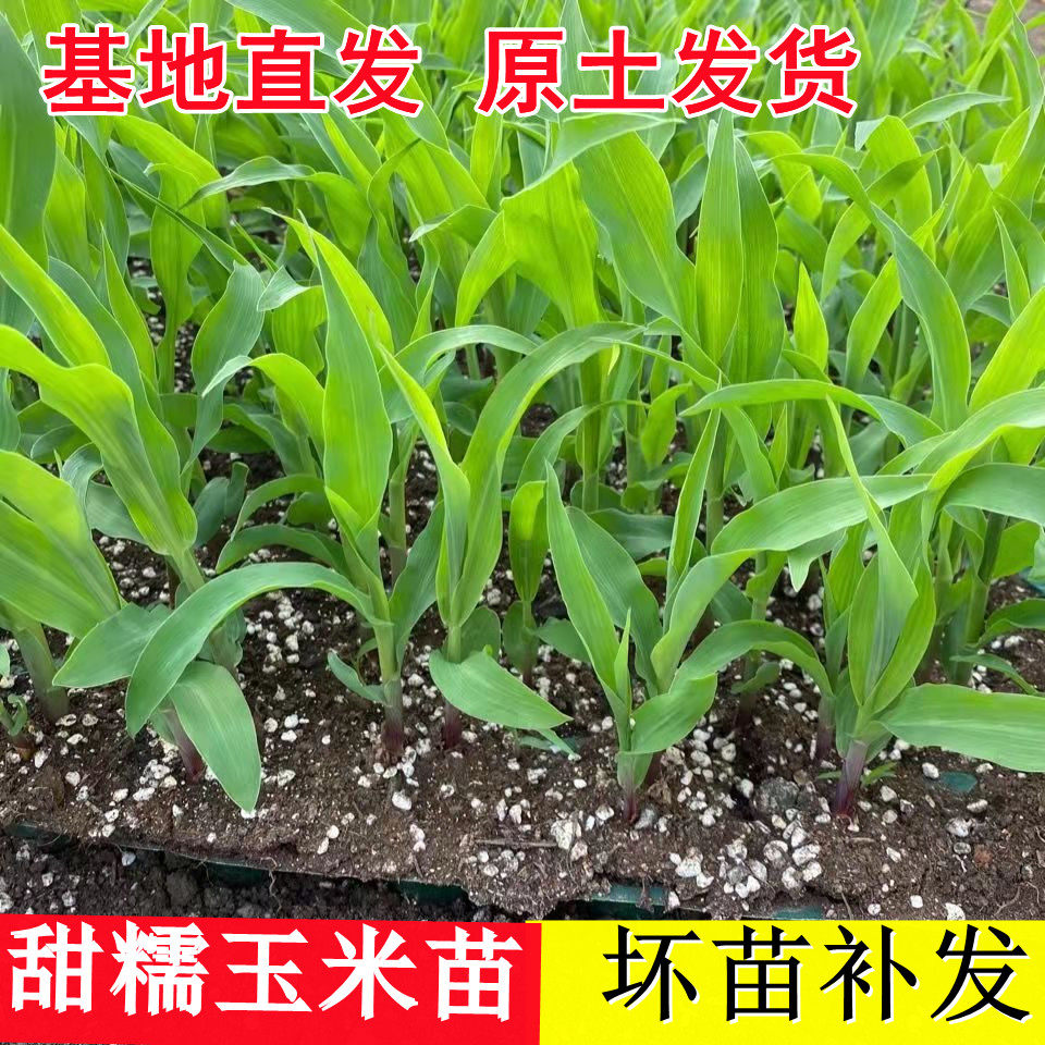 玉米苗带土高产水果玉米 超糯甜玉米秧苗盘栽南方北方彩色玉米