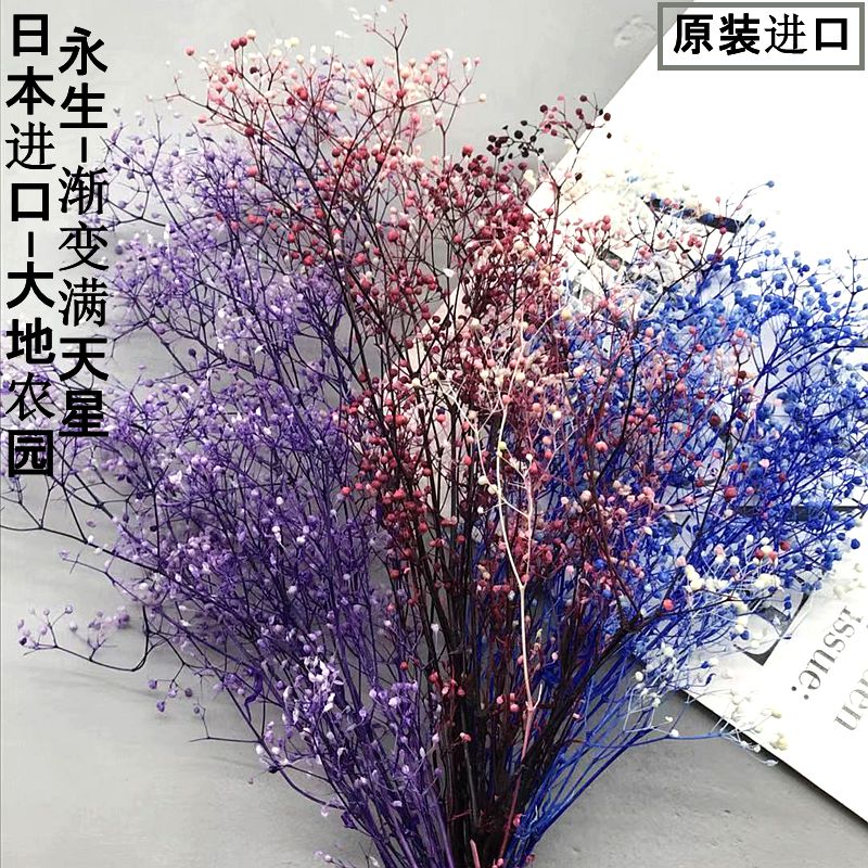 干花满天星进口大额优惠券