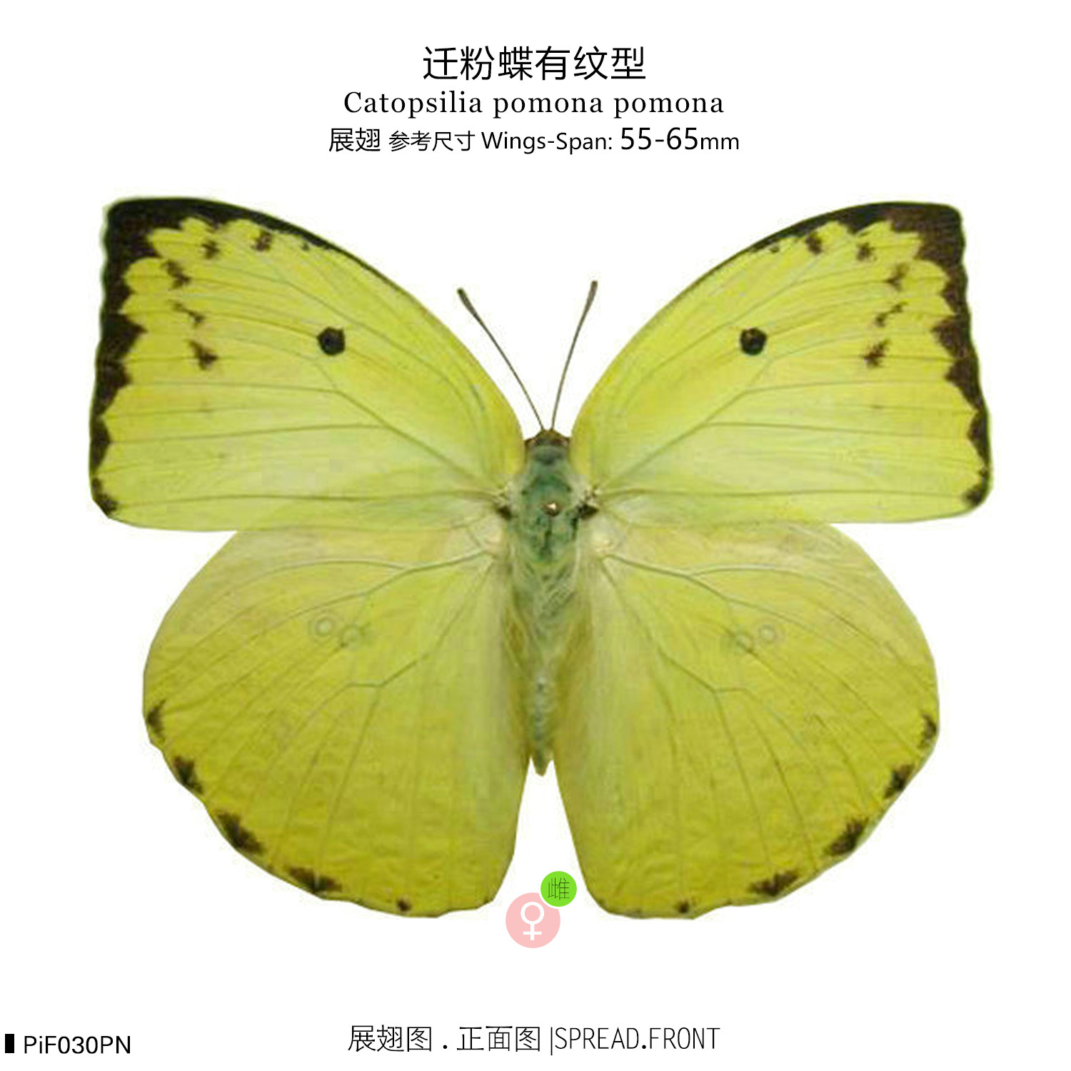 pomona-特价促销-优惠券领取-价格|多少钱|什么牌子好-35优惠券网站