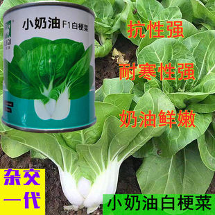 小奶油小白菜种子白梗菜抗病抗热耐寒耐雨四季播种盆栽小青菜种籽