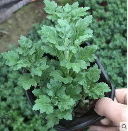 热销杭白菊苗_杭白菊苗可食用医用菊花苗医用清热降火清肝明目特价处