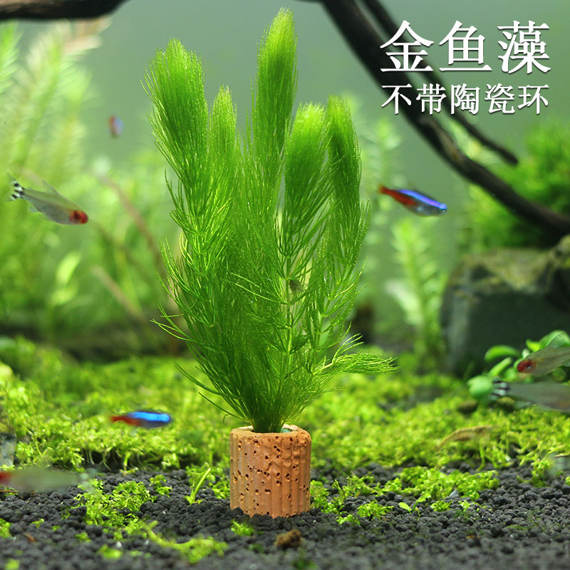包邮 金鱼藻水族箱鱼缸装饰活体促排挂卵鱼草中后景水草造景入门草