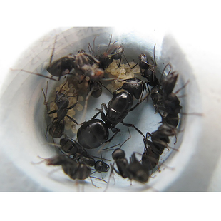 蚂蚁工坊专用日本弓背蚁受精蚁后群 蚂蚁家园别墅城堡繁殖蚂蚁窝
