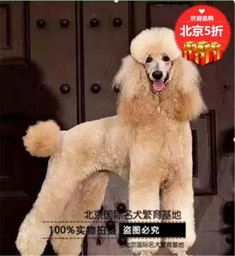 北京犬舍出售纯种赛级巨型贵宾犬幼犬大型泰迪犬活体巨贵大贵妇犬