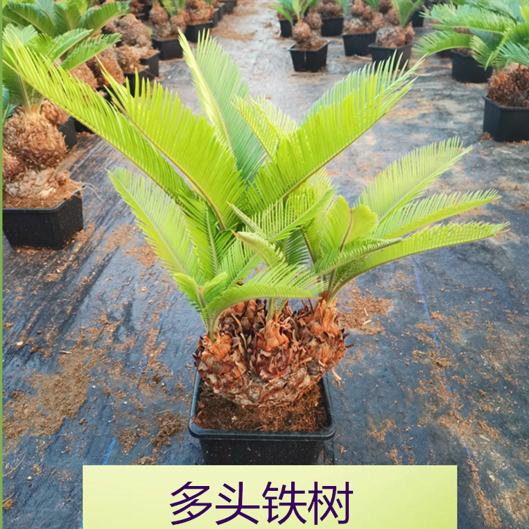 多头铁树盆景盆栽绿植室内外四季常青巴西墨西哥铁树满额包邮
