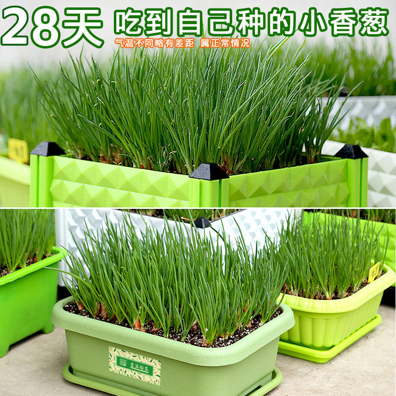 葱种小香葱种子种籽红葱头黄葱新鲜四季沙葱种孑盆栽蔬菜室内阳台