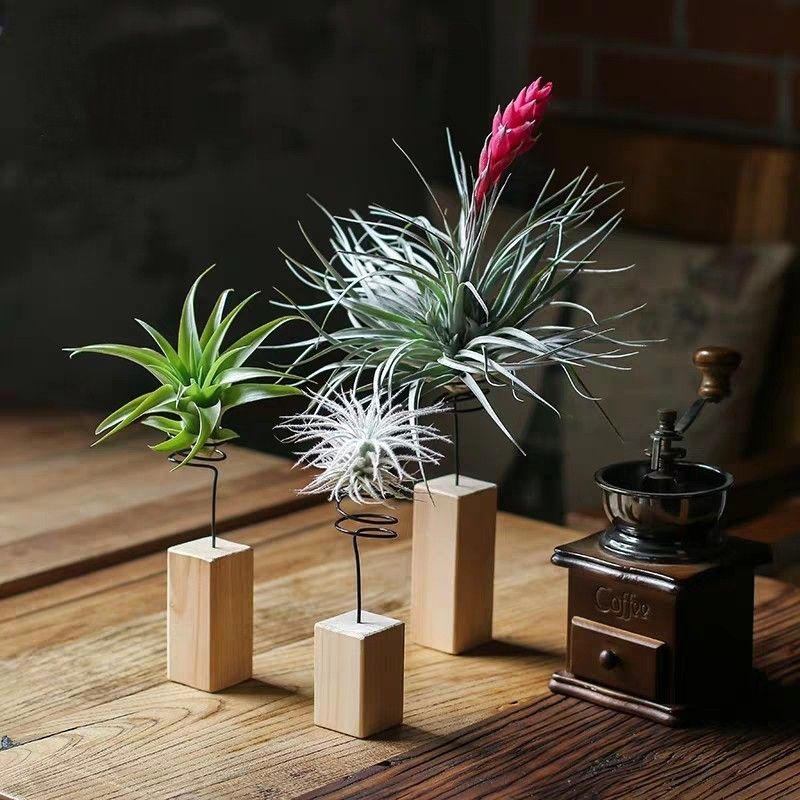 atmosphere Pineapple Empty Phoenix flowers and plants Lazy man Botany desktop Beautiful purify atmosphere Absorb formaldehyde Green plantin the Flower delivery/Flowers simulation/Plants gardening , Flowers/Potted plants (New) , Plants category - from Buy2taobao.com to provide professional Taobao agent buy service