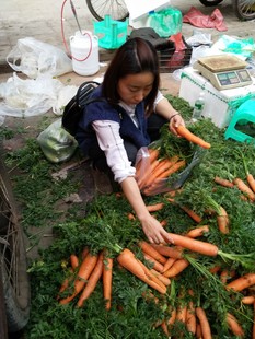 胡萝卜宝宝辅食露天红泥胡萝卜手指小胡萝卜绿色新鲜现拔云南包邮