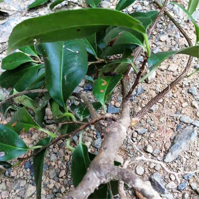 小血藤钻骨风八仙草血糊腾钻石风滑藤爬岩香血藤根苗2棵