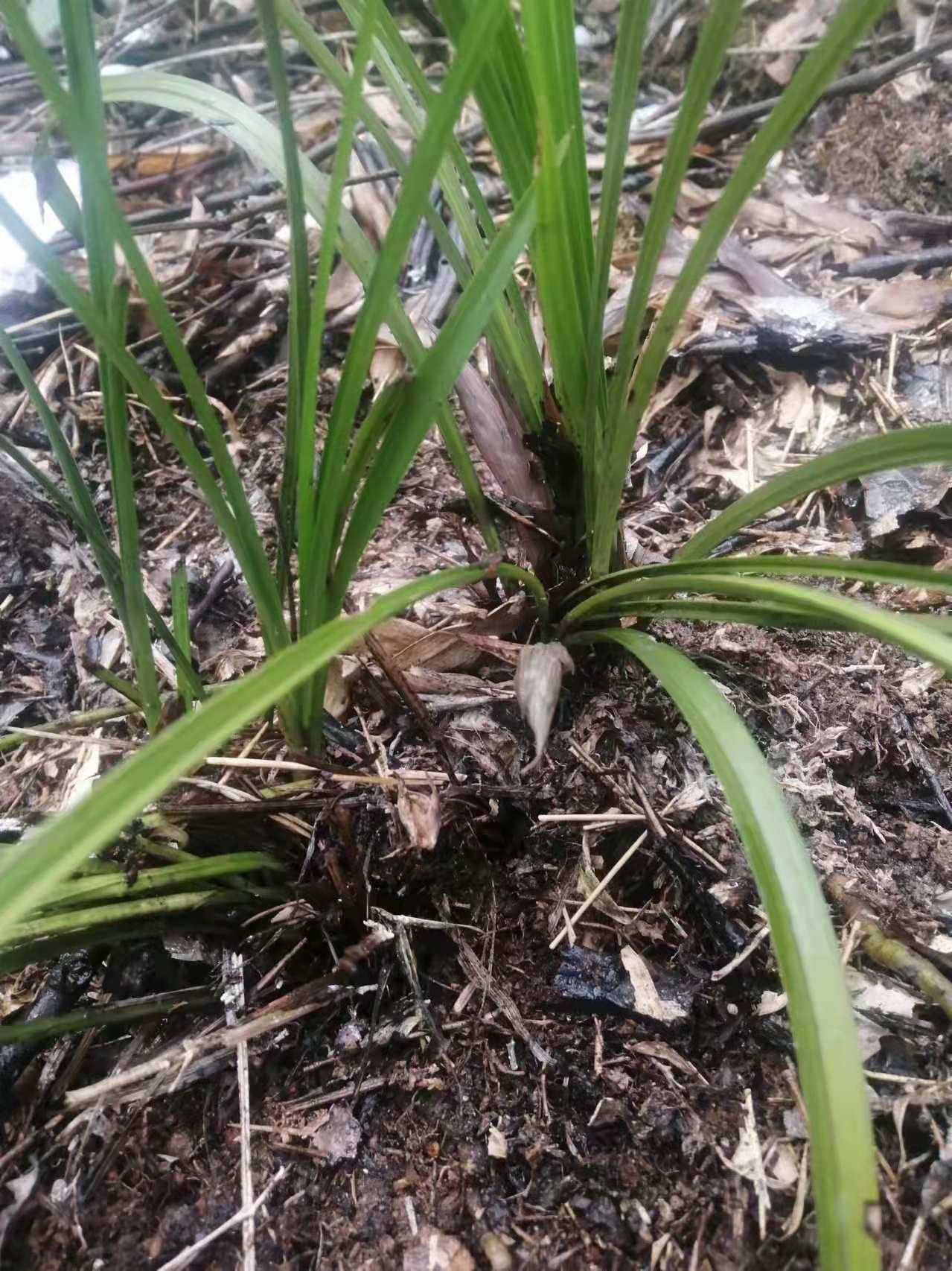 深山野春兰  朵兰 扑地兰 幽兰 朵朵香 草兰 兰花