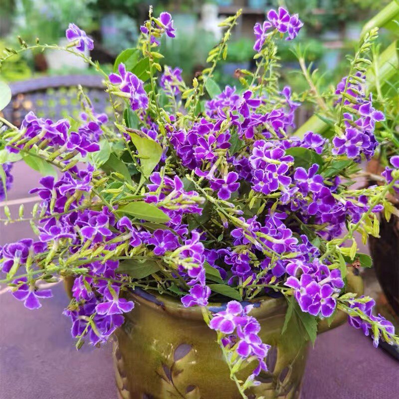 巧克力蕾丝金露花蓝精灵带花苞 花园庭院多年生木本四季花卉 耐热