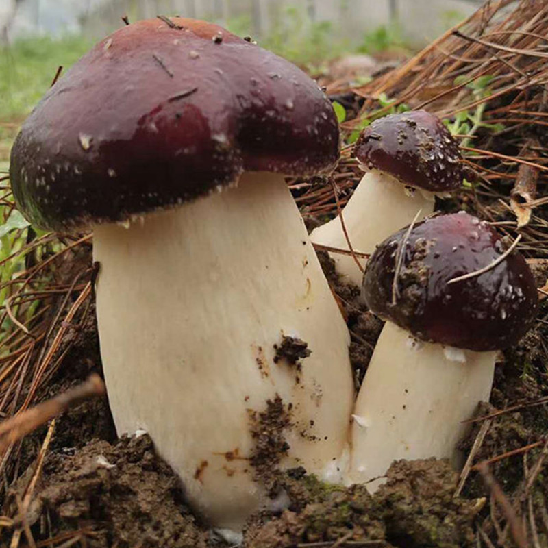 新品新鲜赤松茸菌菇1000g姬松茸菇类煲汤火锅炖汤食材