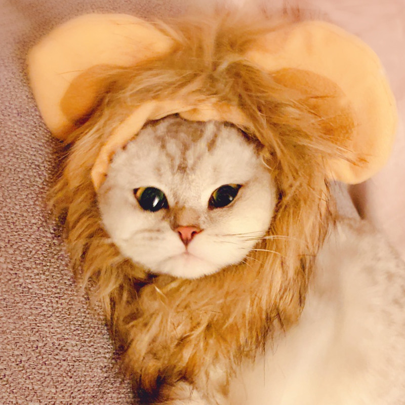 热销狗狗狮子头套_猫咪圣诞装扮宠物猫咪狮子头套可爱小猫猫戴的兔