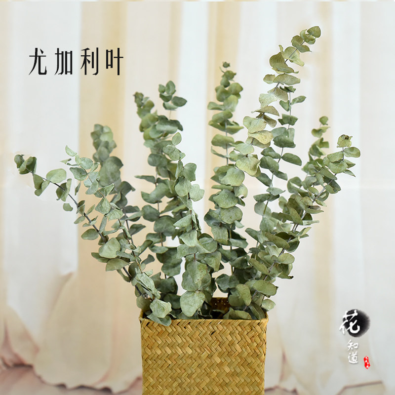【尤加利葉】天然干花真花客廳裝飾擺件擺設(shè)插花ins拍攝道具花束 【尤加利葉】天然干花真花客廳裝飾擺件擺設(shè)插花ins拍攝道具花束