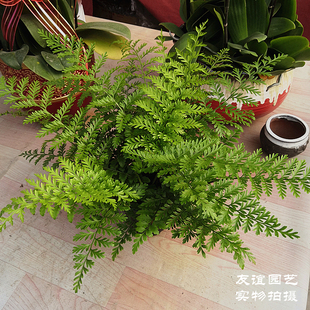 进口澳洲宝石蕨类植物耐寒盆栽吉姆蕨网红室内净化空气观叶包邮