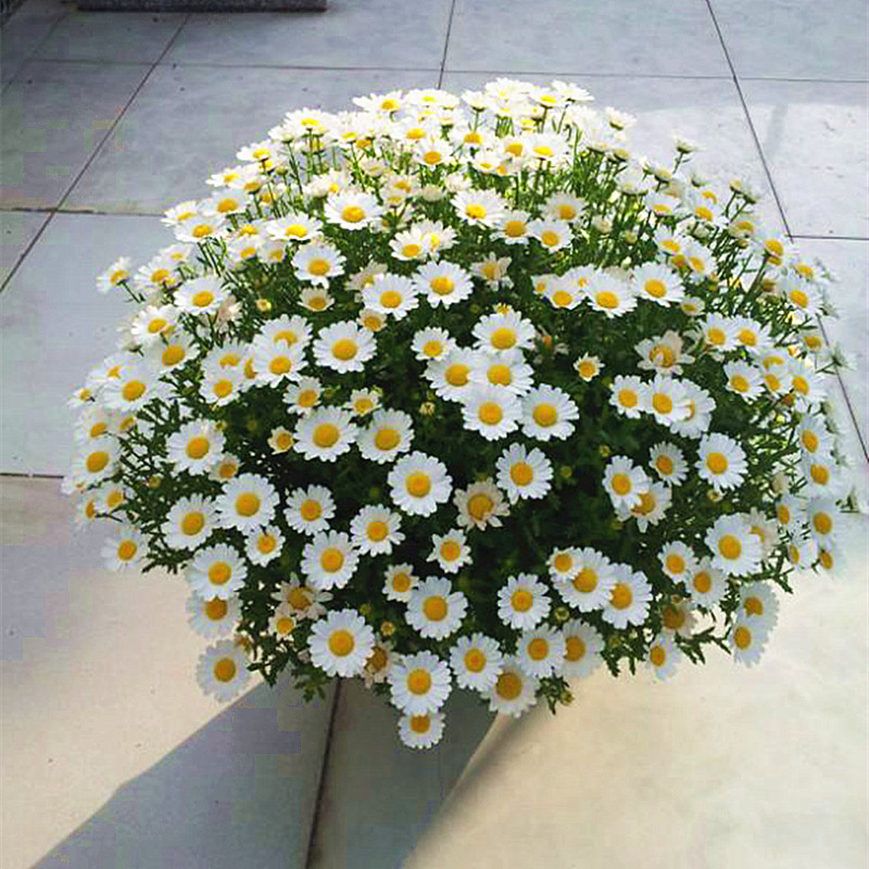 白菊花苗大额优惠券