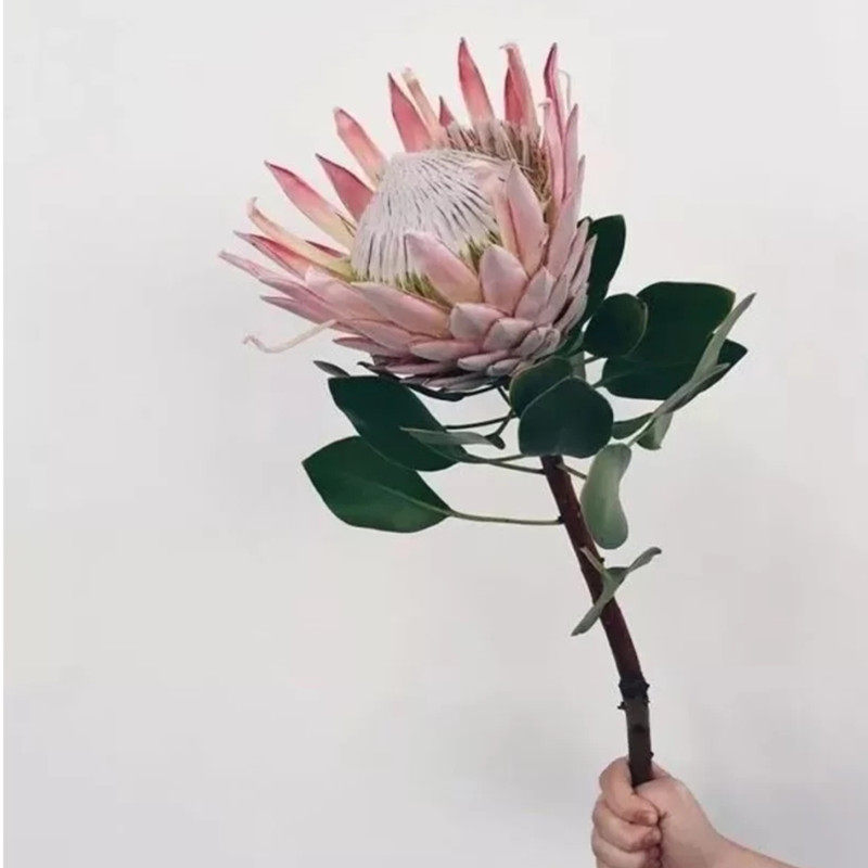 南非进口  鲜切花  帝王  帝王公主  针垫  凤梨高端鲜花云南直发