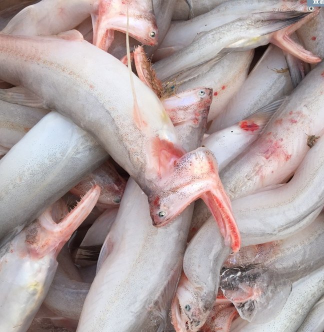 舟山新鲜海鲜 海鲜新鲜 龙头鱼 豆腐鱼 小白龙 野味海鲜