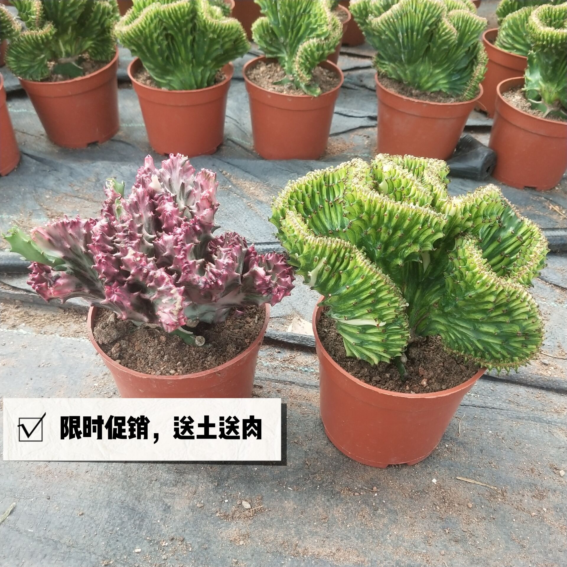 嫁接玉麒麟彩麒麟掌植物仙人掌盆栽 麒麟春风绿植镇宅 限时特销|ruв категории доставка цветов/цветок моделирования/растения садоводства, цветок/растения в горшках (новый), Суккуленты - от Buy2taobao.com для оказания профессиональной услуги покупки агента Taobao