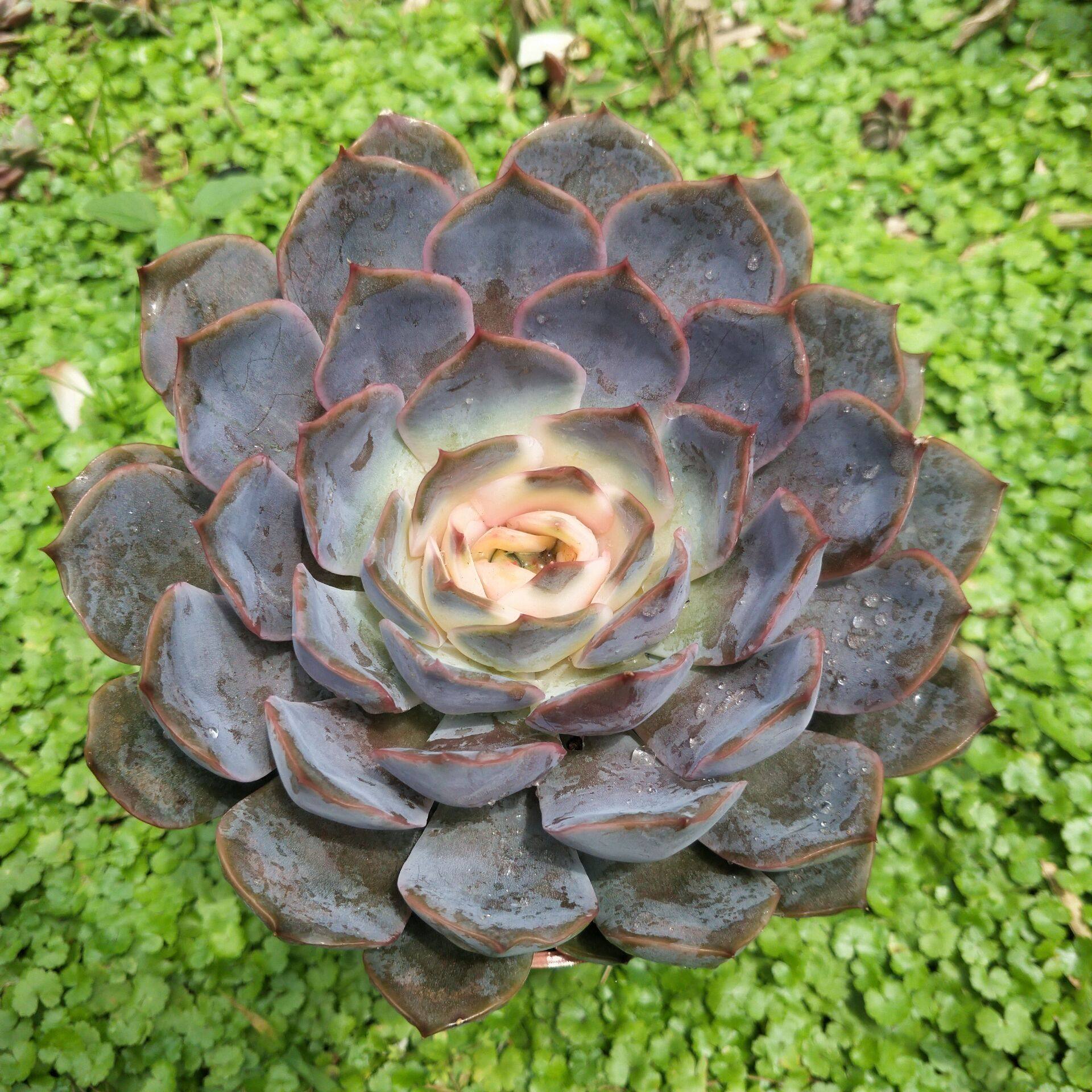 药锦多肉植物菲欧娜锦大颗精选多肉植物花卉阳台美观多肉植物