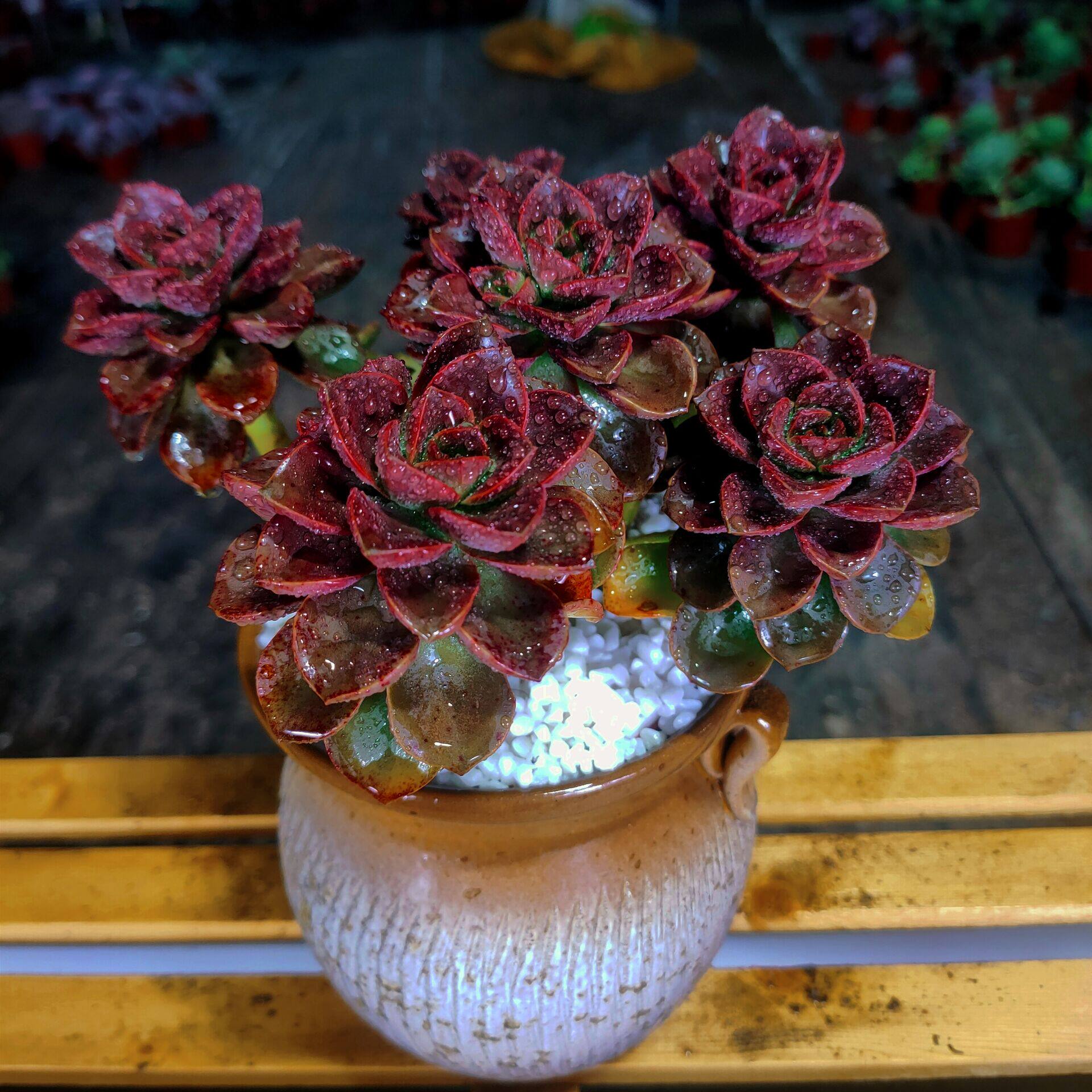 精品大颗好养群生巧克力老桩多肉植物室内阳台防辐射组合花卉绿植