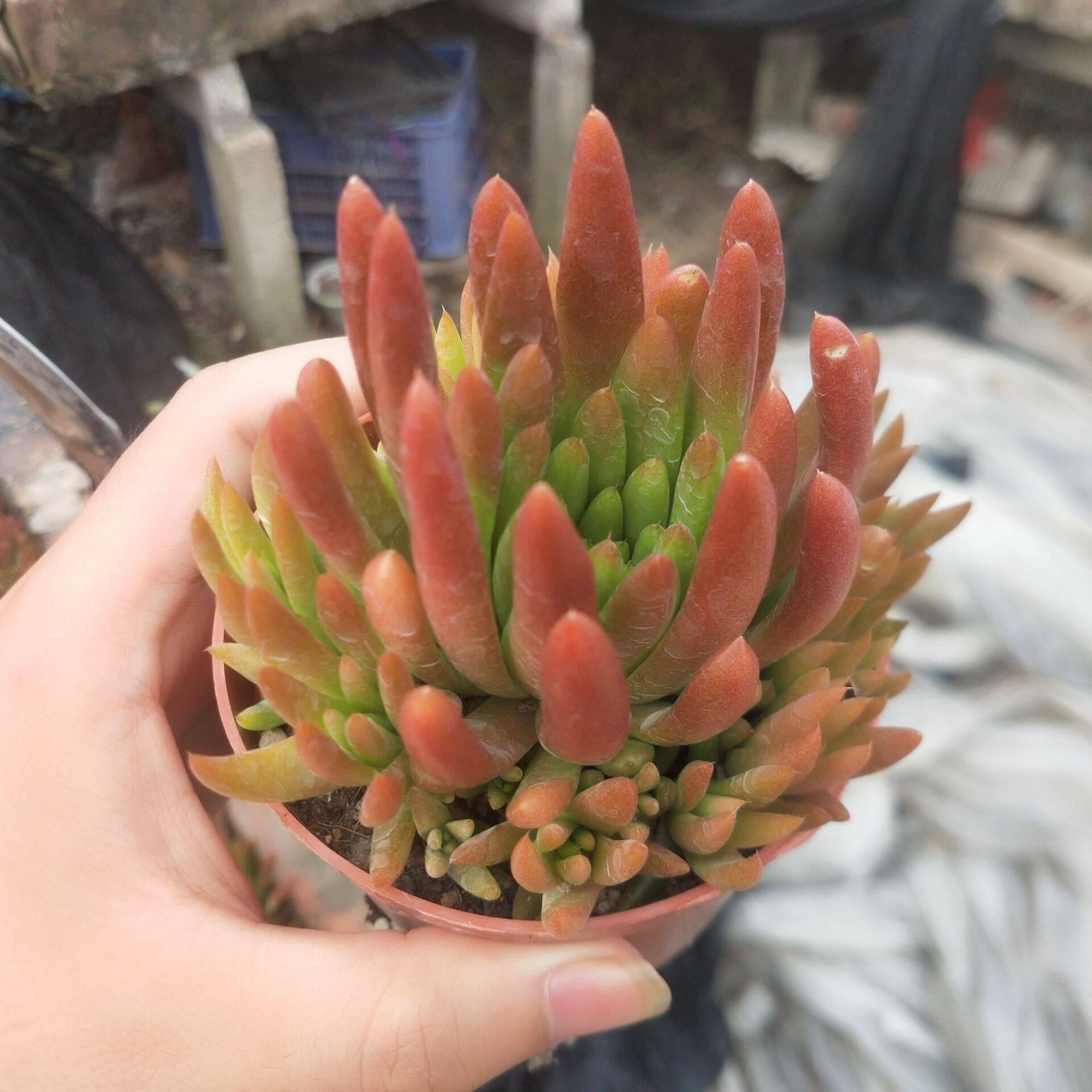 流苏瓦松_秀女瓦松_黄花瓦松_昭和瓦松_爪莲华瓦松多肉植物百科图片