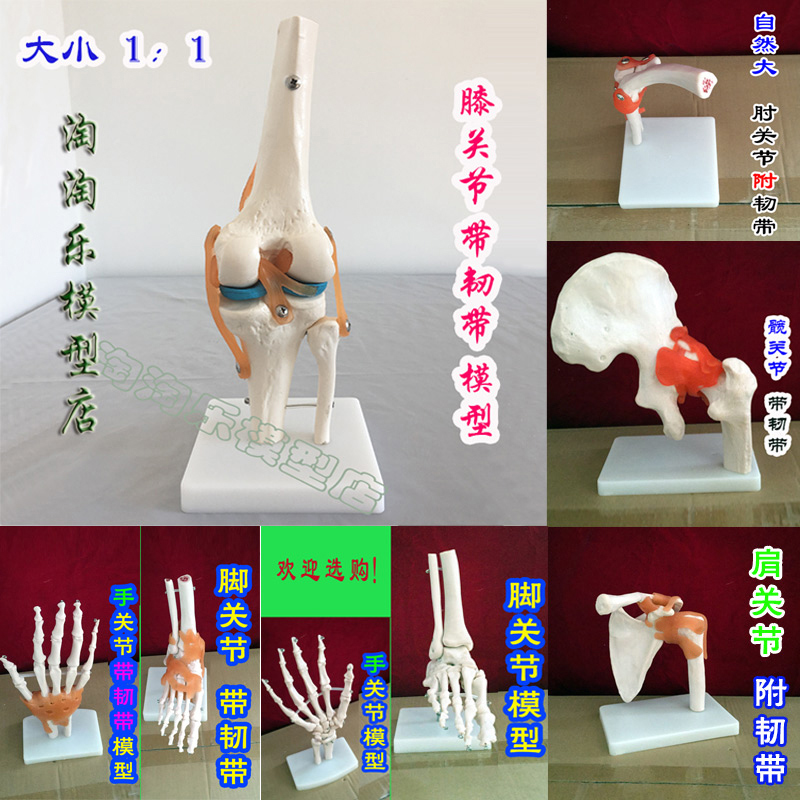 新款人体膝肘肩髋手脚关节骨骼模型医