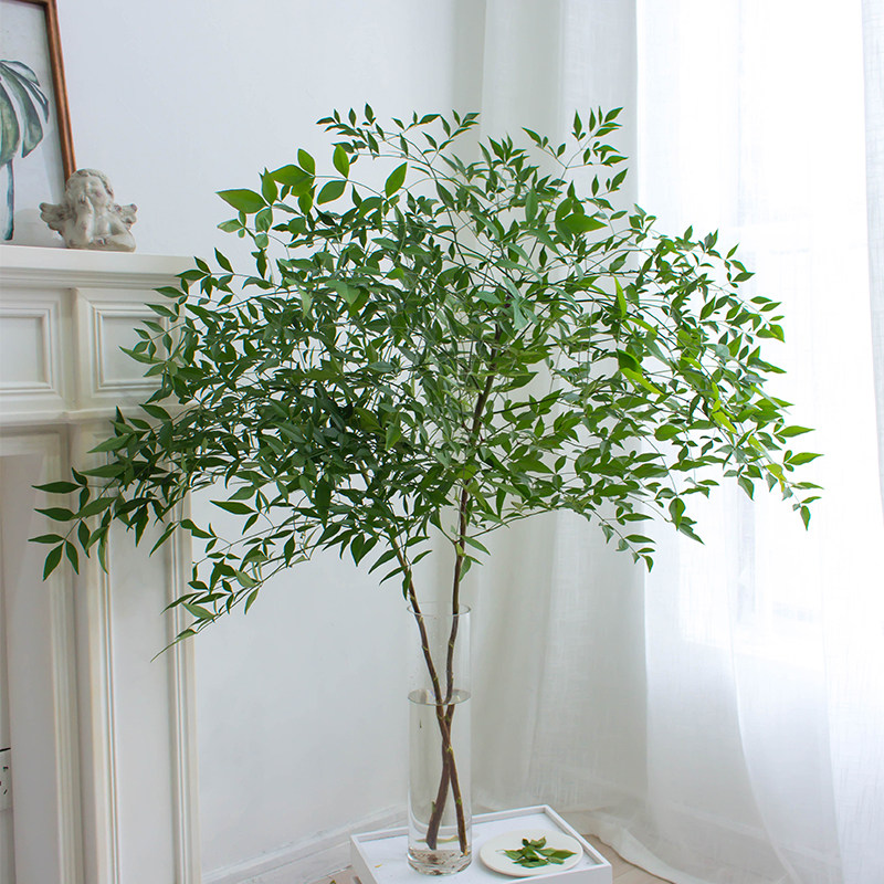 国产绿天竺鲜切枝南天竹鲜花家用水养禅意简约小清新插花云南直发