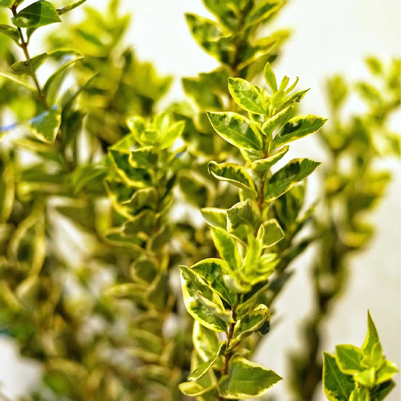 适合秋季的大叶子的绿植鲜切花顺丰空运包邮鲜花云南花卉基地直发