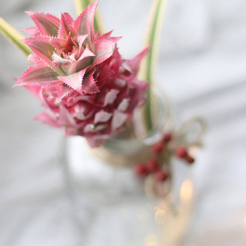 特价粉菠萝花_荷兰进口迷你小菠萝粉嘟嘟可制干花高格调鲜花旺来花