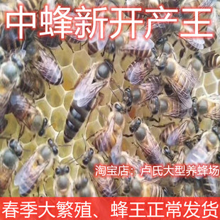 广西中蜂蜂王活体高产蜜蜂产卵纯种双色王土蜂仓阿坝王红背王开产