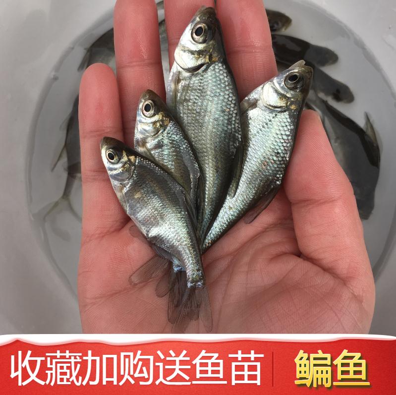 鳊鱼苗武昌鱼苗三角鲂鱼苗团头鲂苗花鲢苗草鱼苗青鱼苗四大家鱼苗