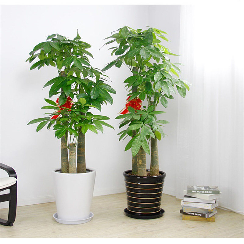 大型绿植大富贵树幸福树客厅办公室前台绿植昆明同城配大盆栽