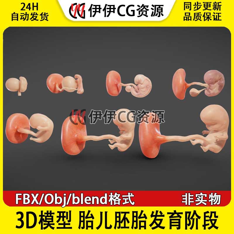 3D模型FBX医学结构解剖胎儿胚胎