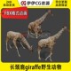 3DMax动物模型3D模型PBR长颈鹿giraffe野生动物FBX动画文件3D非洲