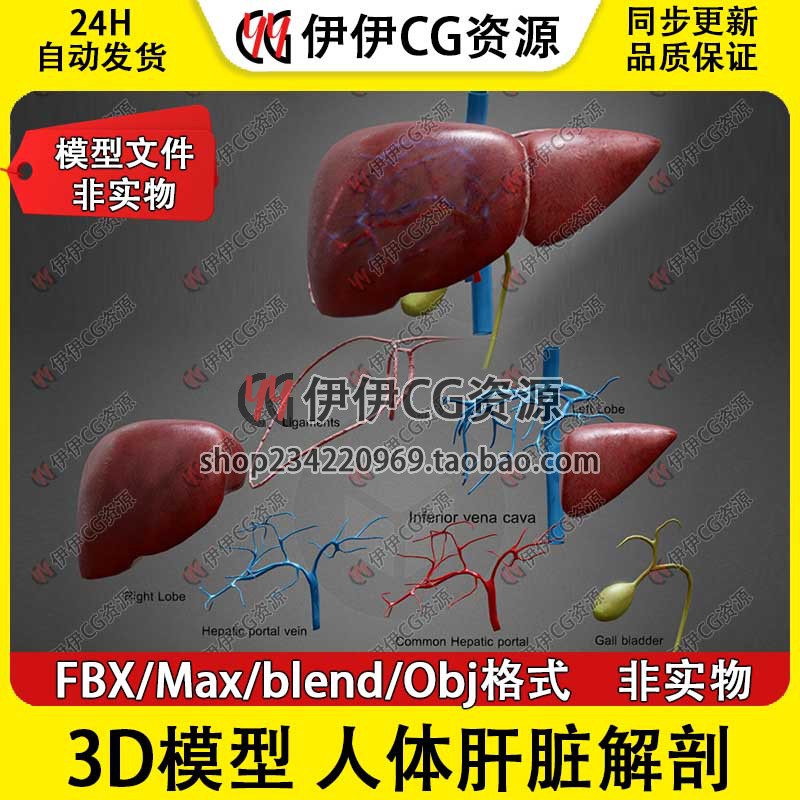 3D模型FBX医学模型 人体肝脏器