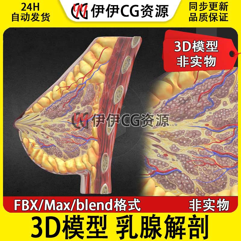 3D模型素材3Dmax文件医学模型