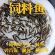 喂乌龟的小鱼饲料鱼食蚊鱼养殖活鱼龙鱼食饲料淡水鱼苗鲫鱼黑鱼