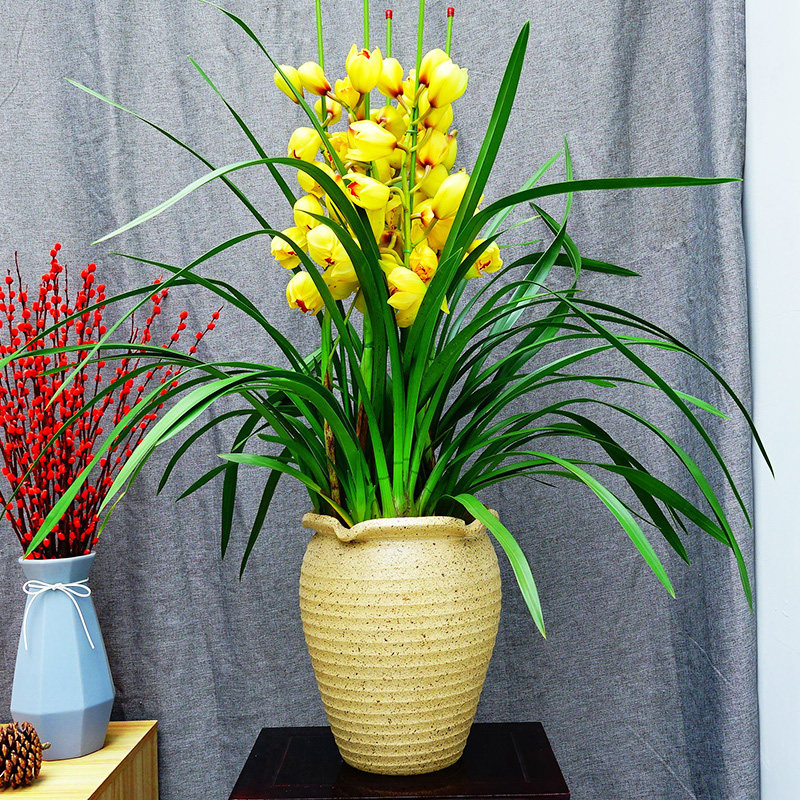 热销绿植租赁_贵阳蕙兰盆栽大红袍黄金岁月绿观音福星粉桃带花苞年宵